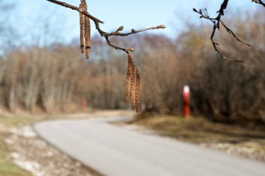 Kahverengi alder catkins güneşli bir bahar gününde çıplak dallardan sarkar. Arka planda bulanık bir yol var. Doğal uyanış..