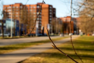 Tuğla binalar ve ilkbahar yeşilliği ile bulanık şehir manzarasına karşı tomurcuklanan dalların yakın çekimi. Doğanın ve şehrin zıttı..