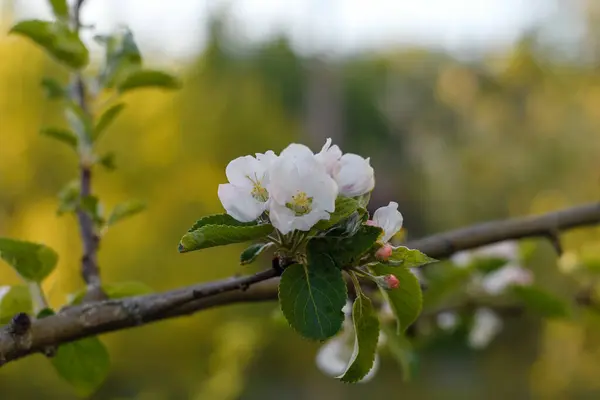 Elma, Mayıs ayı sonlarında, kuzey beyaz gecelerinde, doğal gölgelerde çiçek açar..