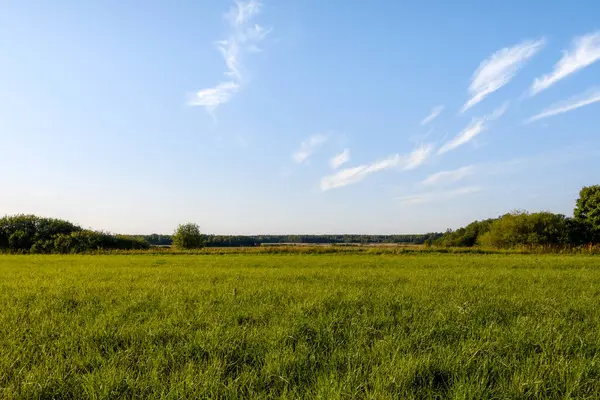 Narva yakınlarındaki Estonya 'da yemyeşil çimen tarlasında akşam vakti mavi gökyüzü ve bulutlarla aydınlanırken.