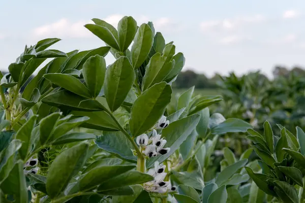 Çiçekli geniş fasulye bitkileri (Vicia faba) Narva, Estonya yakınlarındaki bir tarım alanında çiçek açarken, altın saat yayılmış akşam ışığı.