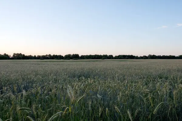 Alacakaranlıkta Estonya tahıl tarlası: Narva yakınlarında mavi saatin altında olgunlaşan tahıl.