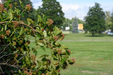Altın saatinde Narva 'da meyve geliştiren Viburnum şubesi. Yumuşak doğrudan ışık, bulanık kentsel arka plan çimenler, ağaçlar, şehir altyapısı ve bulutlu gökyüzü.