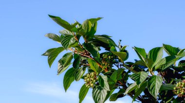Doğrudan akşam güneşi altında yeşil yaprakları ve olgunlaşmamış meyveleri olan Dogwood dalı, Narva, Estonya. Açık mavi gökyüzü ve açık bulutlu bir arka plan.