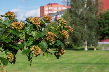 Doğrudan akşam güneşi, Narva, Estonya 'da böğürtlen üreten Viburnum şubesi. Bulanık şehir arka planında çimenler, ağaçlar, binalar ve bulutlu bir gökyüzü yer alıyor.