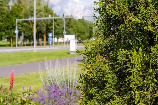 Thuja (arborvitae) doğrudan akşam güneşi, Narva, Estonya 'nın altında yoğunlaşıyor. Trafik işaretleri ve çiçeklerle bulanık kentsel yol kenarı.