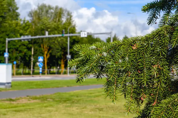 Doğrudan güneş, Narva, Estonya 'da parlak yeşil ladin yaprağı. Trafik altyapısına sahip şehir parkı / yol kenarı arka planı.