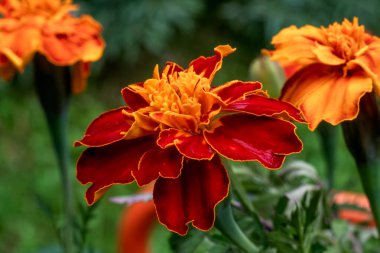 Canlı turuncu ve kırmızı kadife çiçeği yağmurdan sonra bir yaz bahçesinde çiçek açıyor. Islak yapraklar ve su çiçeğin kalbine yakın bulutlu bir gökyüzünün altına düşer. Yemyeşil yeşillik Estonya 'da doğal bir manzara yaratır.