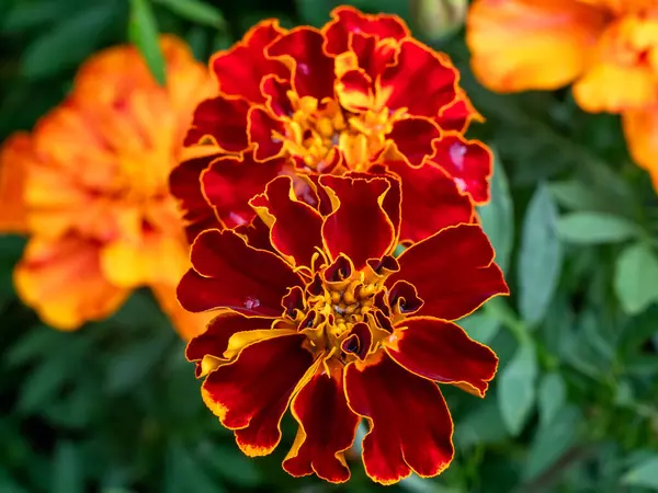 Yağmurdan sonraki yaz bahçesinde canlı kırmızı ve turuncu kadife çiçeklerinin yukarıdan görünüşü. Çiçeğin çekirdeğinde, Estonya 'da bulutlu bir gökyüzünün altında açıkça görülebilen, parlayan su damlalarıyla kaplı taç yaprakları..