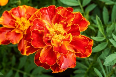 Su damlalı kadife çiçekleri, canlı turuncu ve kırmızı taç yaprakları, tepeden aşağı manzara. Narva, Estonya yakınlarında Temmuz ayı başlarında yağmurdan sonra taze çiçek açarlar..