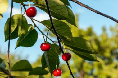Mavi gökyüzüne karşı sarkan kırmızı kirazlar, sıcak akşam güneşiyle aydınlatılıyor. Narva, Estonya 'daki doğal bahçe ortamında Temmuz ayı ortasında olgunlaşmış meyve sergileniyor.