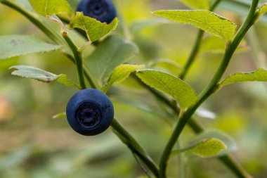 Single ripe blueberry in sharp focus on branch against blurred forest background of green foliage. Soft evening light highlights berry in natural habitat, Narva-Joesuu, Estonia, late July.