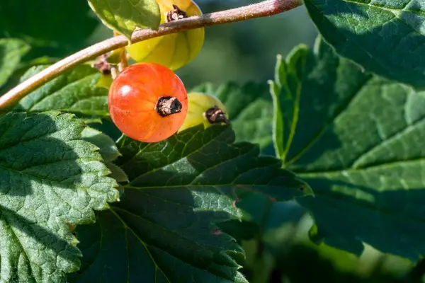 Şeffaf kırmızı frenk üzümü, kısmen olgun, sıcak akşam güneşinde çok güzel parlıyor. Doğal kusurlar görülebilir. Temmuz ayı başlarında, meyvenin doğal parıltısını vurgulayan Estonya bahçesi.