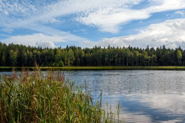 Serene Raakjarv forest lake (Vasavere, Estonia) in late afternoon. Calm water reflects blue sky and dramatic clouds, with dense forest on the opposite shore and reeds in the foreground.
