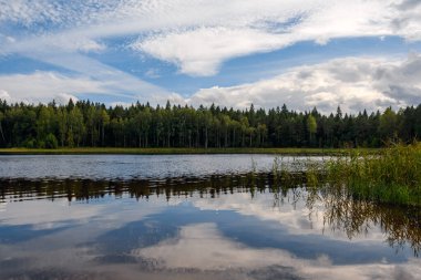Serene Raakjarv forest lake (Vasavere, Estonia) in late afternoon. Calm water reflects blue sky and clouds, with lush green reeds in foreground and dense forest on the opposite shore.