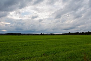 Expansive green field under a dramatic, cloudy sky, hinting at an approaching summer thunderstorm. Captured in the evening in Ratva, Estonia.