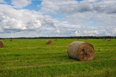 Vast green field filled with numerous hay bales under a bright, cloudy sky, capturing the essence of rural Estonia near Sinimae during late July's golden hour.