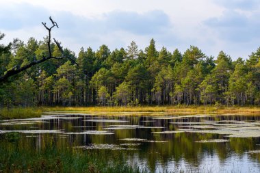 Günün sonunda Estonya 'daki Selisoo bataklık sistemi. Nilüfer yapraklı sakin su, eşsiz bataklık bitkisi ve belirgin ölü bir dal tarafından çerçevelenmiş ormanı yansıtır. Bu bataklığın el değmemiş vahşi güzelliğini yakalar..