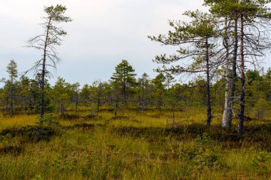 Estonya 'daki Selisoo bataklığının yukarısında yumuşak ve dağınık bir ışık altında. Bu uçsuz bucaksız sulak arazinin eşsiz ve el değmemiş güzelliğini gözler önüne seren canlı çimenlerin ve yosunların arasında seyrek bataklık çam ağaçları duruyor..