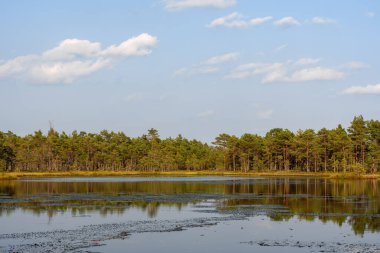 Estonya, Selisoo bataklığında sakin bir göl. Sazlıklarla kaplı bir çam ormanı, güneşi yansıtan açık bulutlu mavi bir gökyüzünün altında kıyı boyunca uzanır. Güzel, huzurlu bir yaz sonu manzarası..