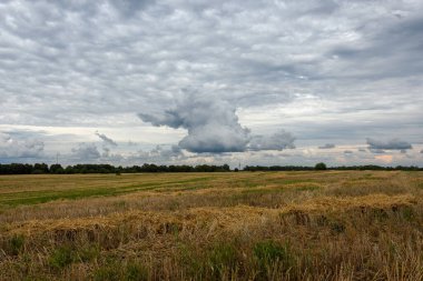 Estonya 'da toplanan büyük çavdar tarlaları altın saman ve gökyüzünde güzel dramatik bulutlar. Bir yaz gününün sonunda kırsal alan.