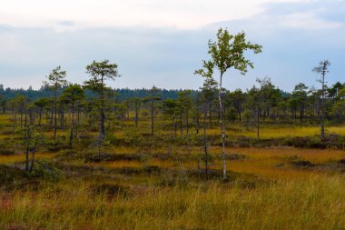Estonya 'da bir bataklıkta akşam yemeği. Sulak arazide kırmızı yosun ve sarı çimenler, küçük çamlar ve Hummocks üzerindeki huş ağaçları ve altında bataklık zeminleri bulunur..