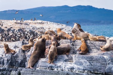 sea lions are resting in beagle channel, ushuaia
