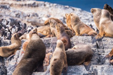 sea lions are resting in beagle channel, ushuaia