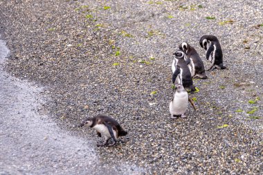 magellanic penguins colony in ushuaia, argentina