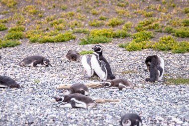 magellanic penguins colony in ushuaia, argentina