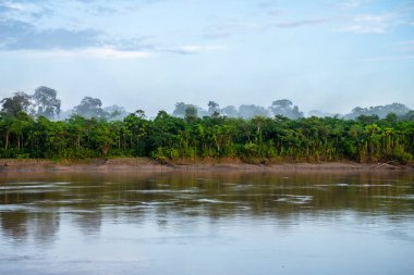 riverbank view of peruvian amazonian jungle