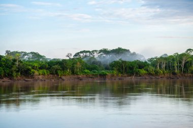 riverbank view of peruvian amazonian jungle