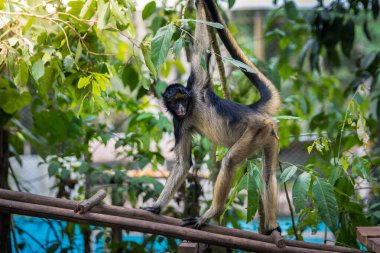 Peru ormanındaki maymun portresi