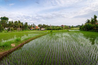 Bali, Endonezya 'daki pirinç tarlası manzarası