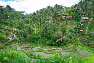 Bali, Endonezya 'daki pirinç tarlası manzarası