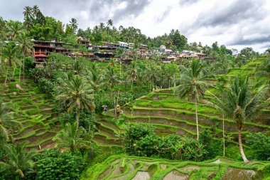 Bali, Endonezya 'daki pirinç tarlası manzarası