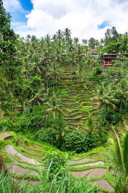 Bali, Endonezya 'daki pirinç tarlası manzarası