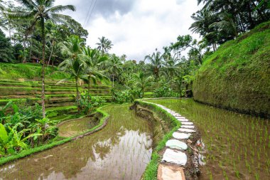 Bali, Endonezya 'daki pirinç tarlası manzarası