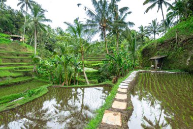 Bali, Endonezya 'daki pirinç tarlası manzarası