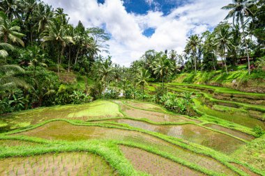 Bali, Endonezya 'daki pirinç tarlası manzarası