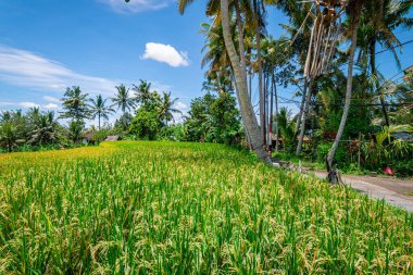 Bali, Endonezya 'daki pirinç tarlası manzarası