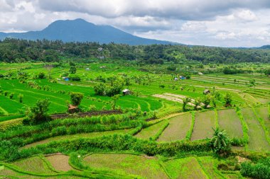 Bali, Endonezya 'daki pirinç tarlası manzarası