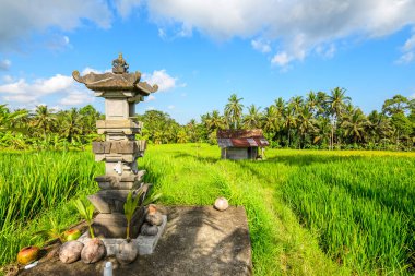 Bali, Endonezya 'daki pirinç tarlası manzarası