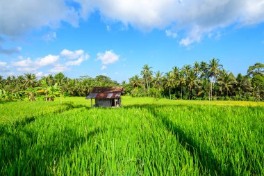 Bali, Endonezya 'daki pirinç tarlası manzarası