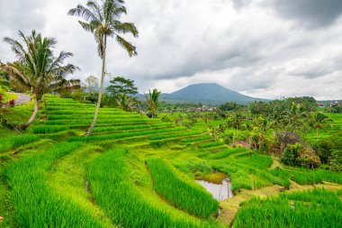 Bali, Endonezya 'daki pirinç tarlası manzarası