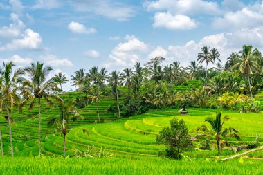 Bali, Endonezya 'daki pirinç tarlası manzarası