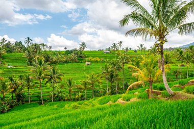 Bali, Endonezya 'daki pirinç tarlası manzarası