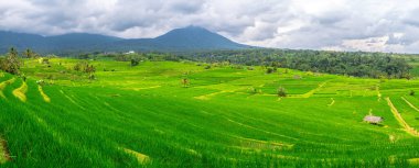 Bali, Endonezya 'daki pirinç tarlası manzarası