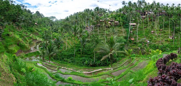 Panoramic View Rice Terrace Field Bali Indonesia — Stock Photo, Image
