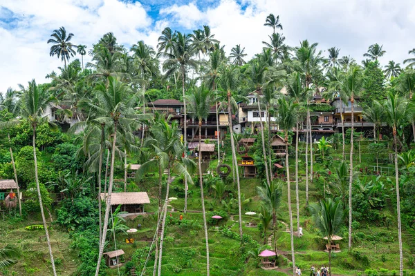 stock image panoramic view of rice terrace field in bali, indonesia